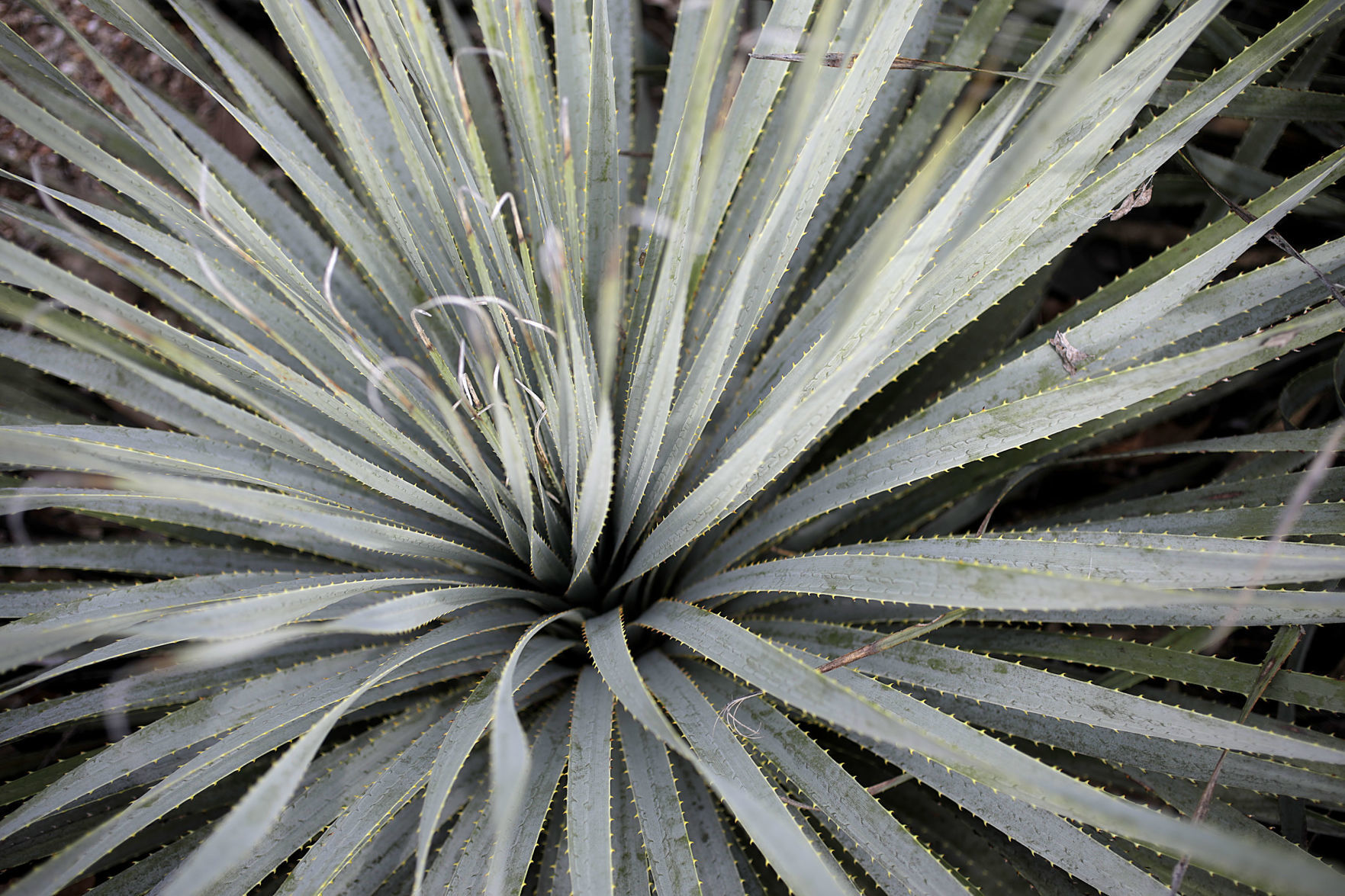 Tulsa Botanic Garden